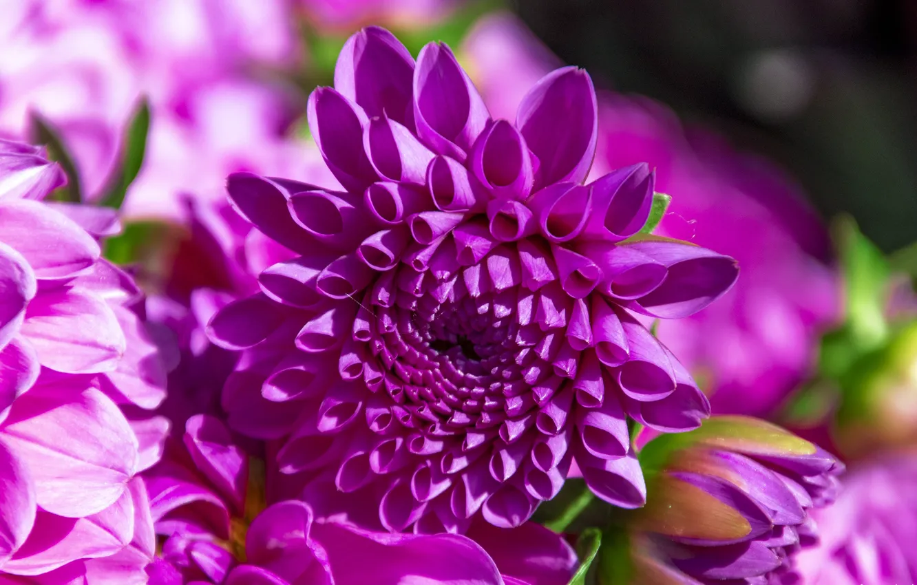 Photo wallpaper purple, background, chrysanthemum, lilac