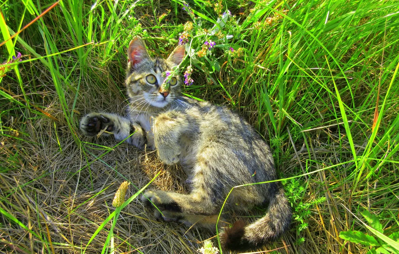 Photo wallpaper summer, grass, cat, meadow, kitty, kitty, cat, Meduzanol ©