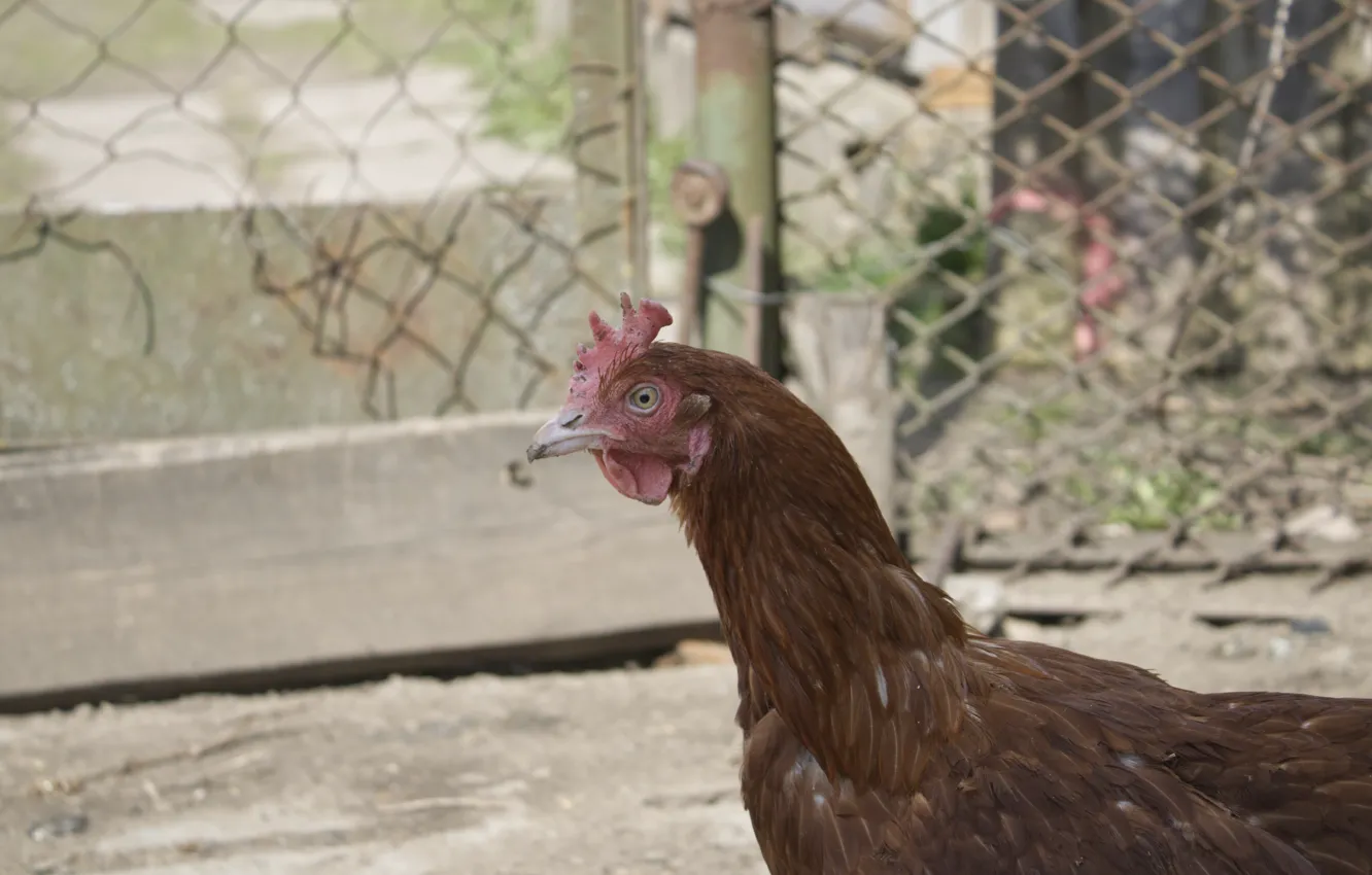 Photo wallpaper eggs, chicken, village