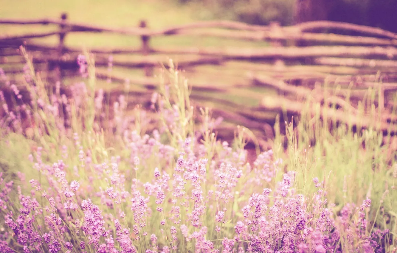 Photo wallpaper stems, the fence, bokeh, lavender