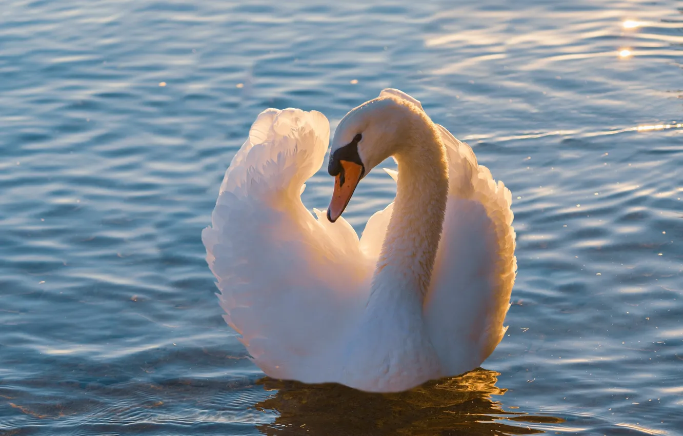 Photo wallpaper white, water, light, pose, bird, swans, pond