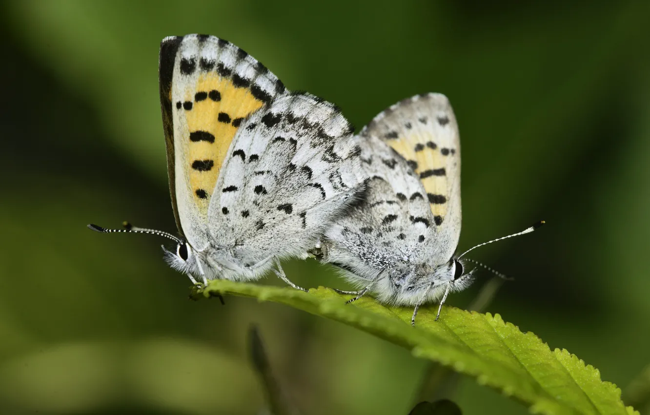 Photo wallpaper butterfly, pair, Martin Dollenkamp