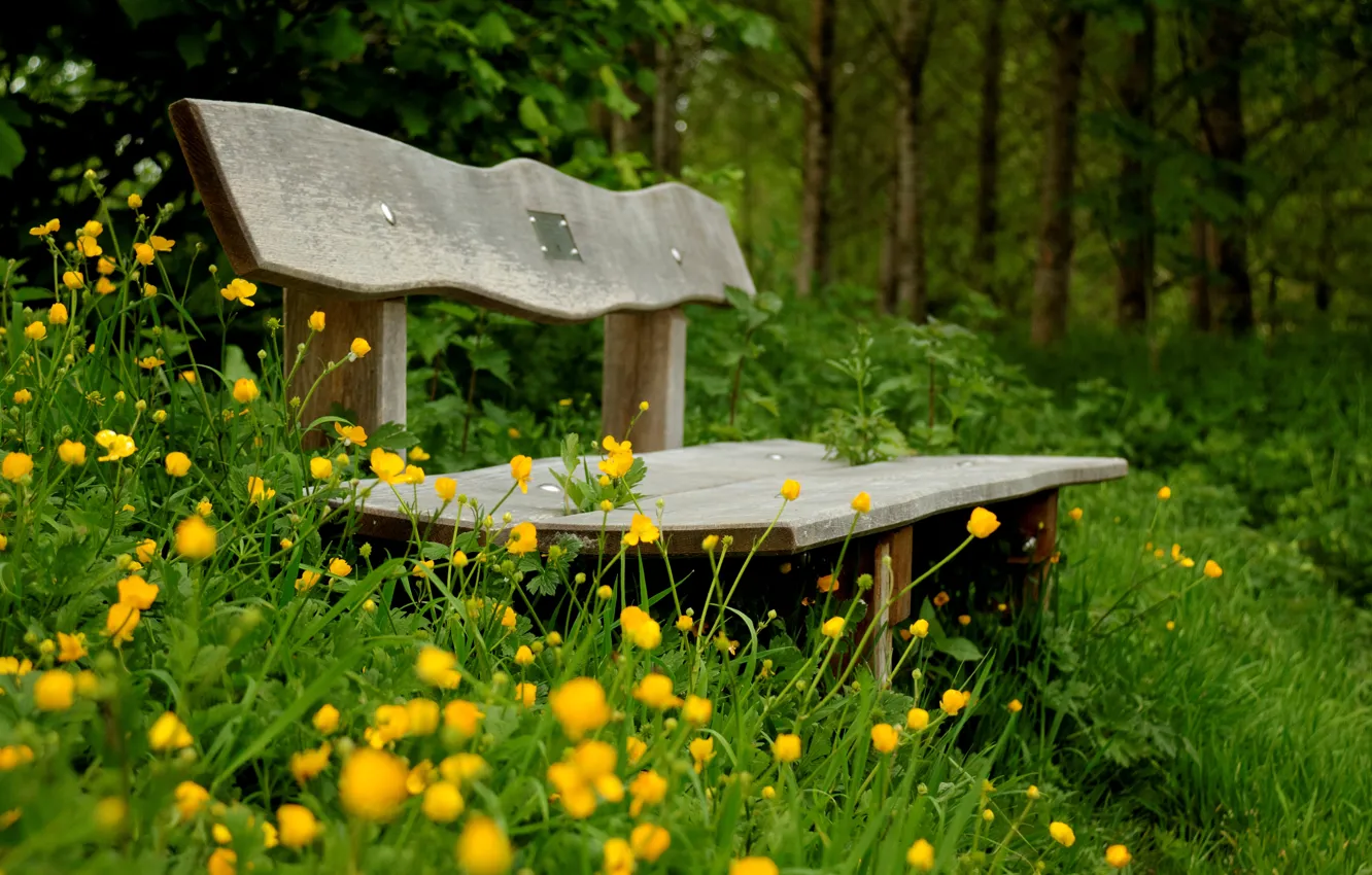 Photo wallpaper greens, flowers, bench, green, background, widescreen, Wallpaper, vegetation