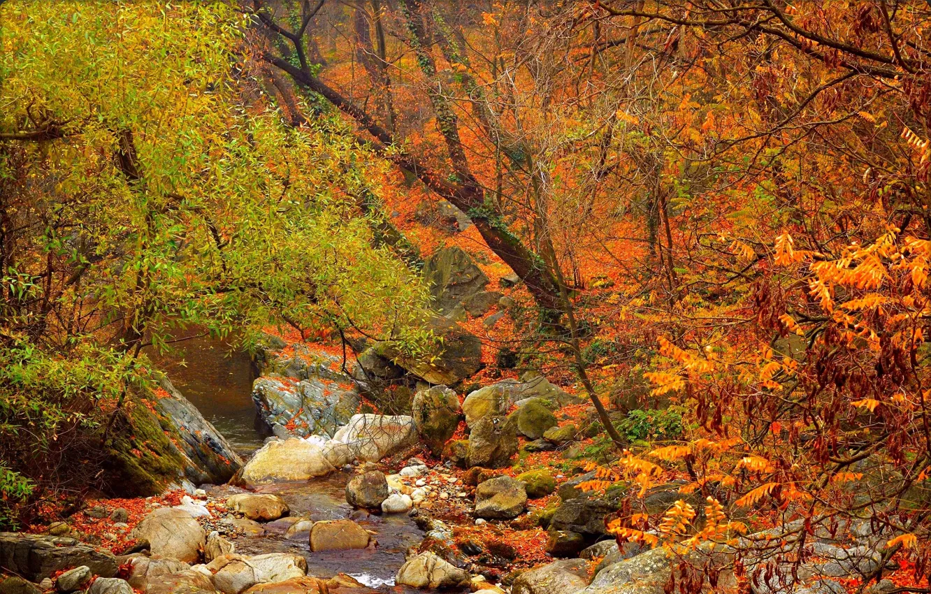 Photo wallpaper autumn, forest, stream, stones, colors, forest, trees, autumn