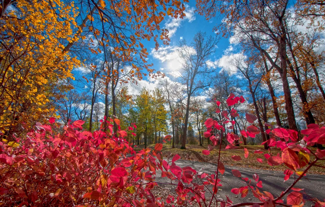 Photo wallpaper autumn, the sky, leaves, clouds, trees, bright, colorful