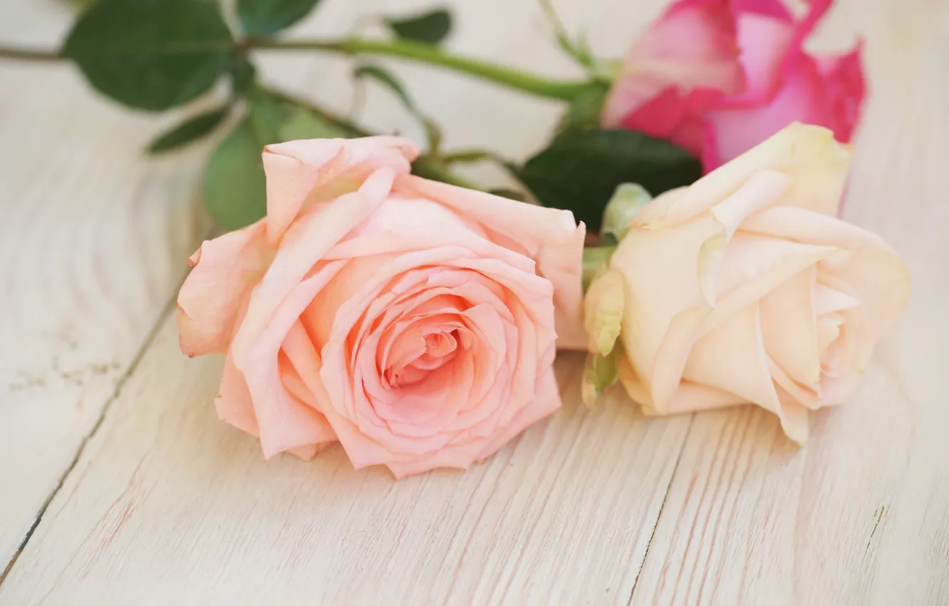 Photo wallpaper flower, pink, rose