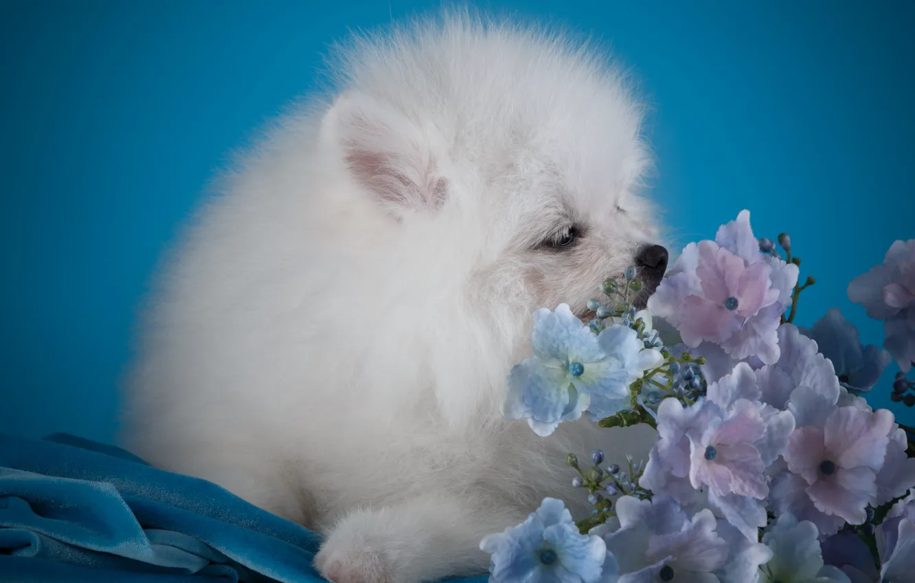 Photo wallpaper white, puppy, hydrangea, Spitz