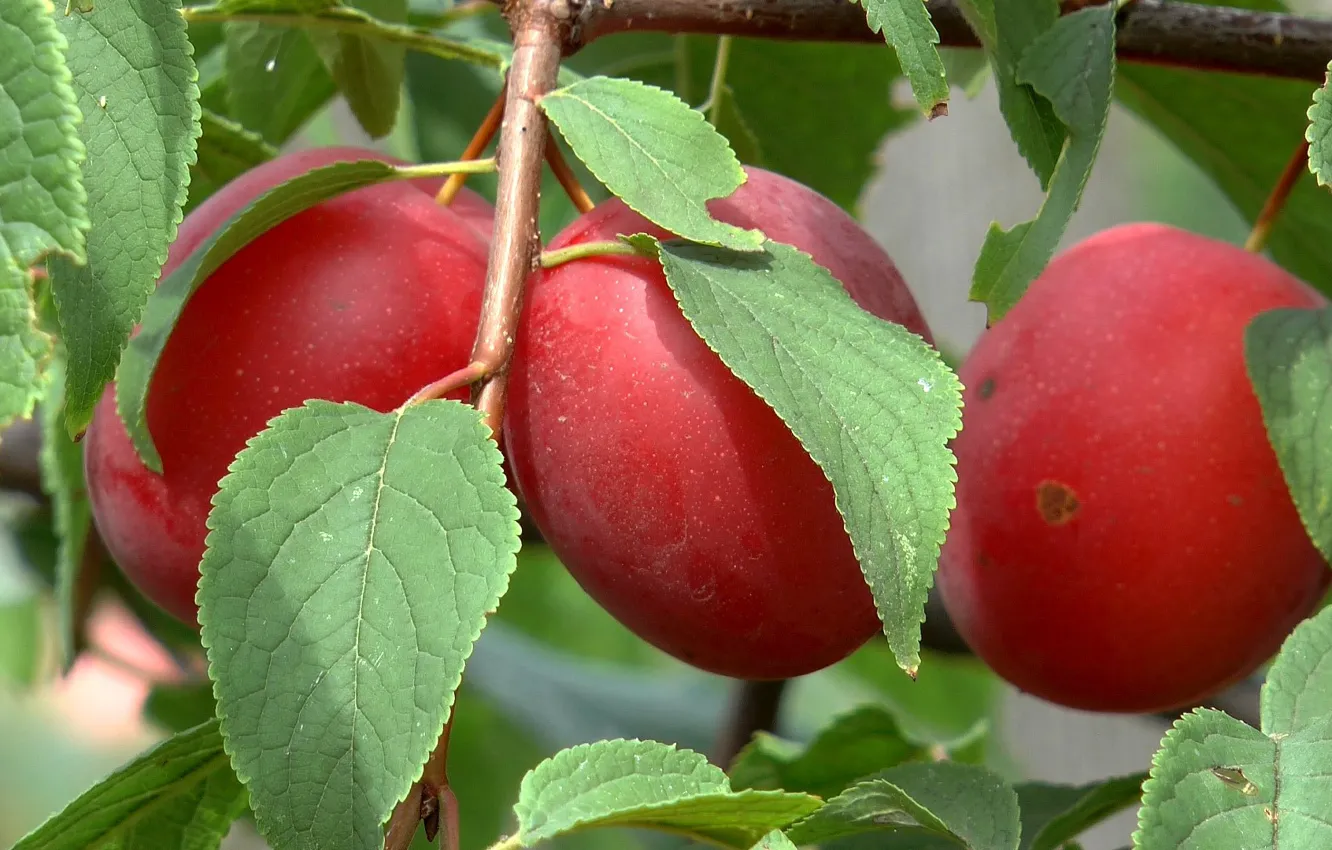 Photo wallpaper summer, plum, Siberia