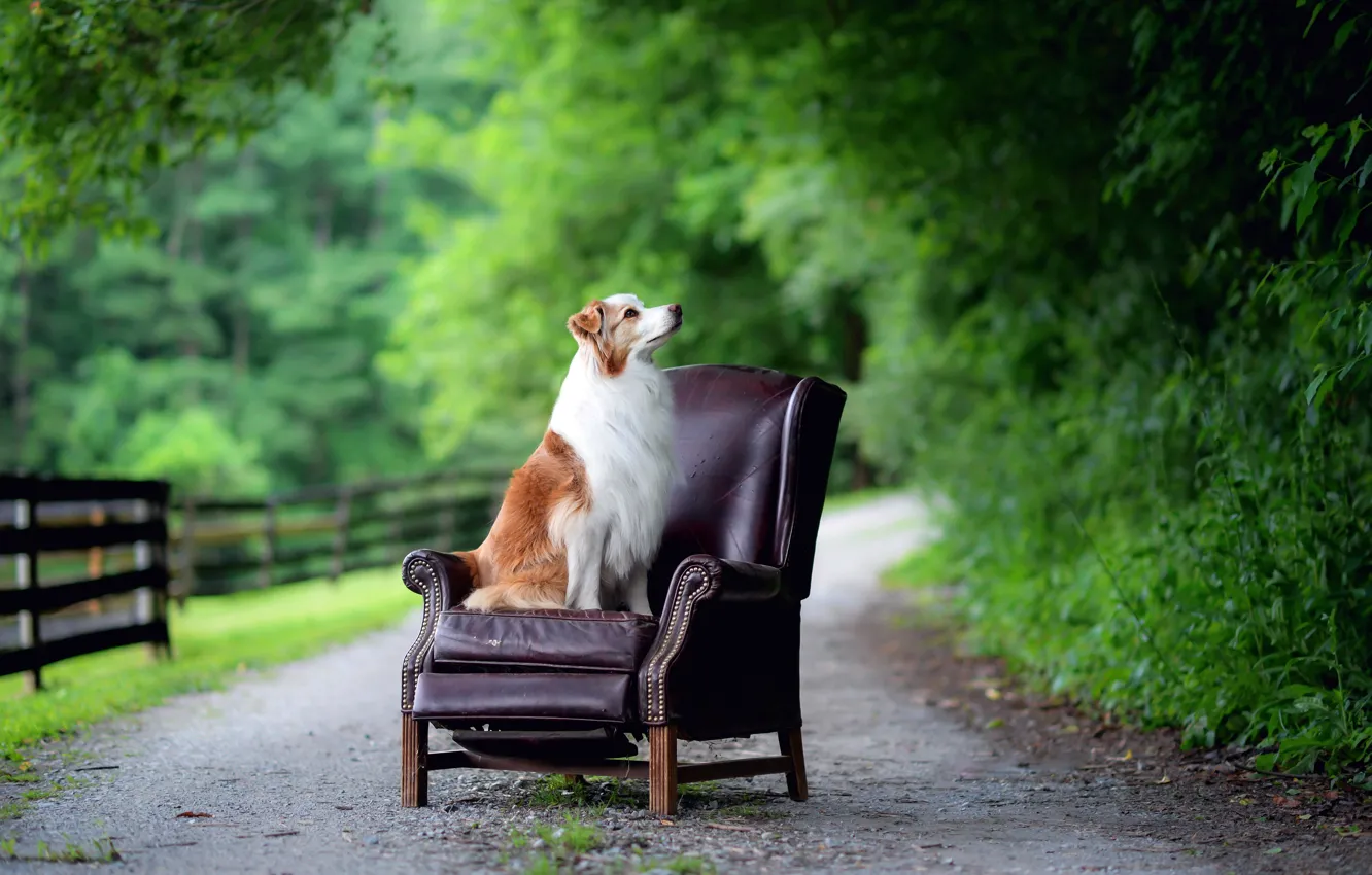 Photo wallpaper road, dog, chair