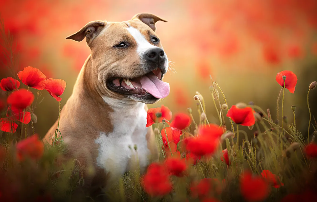 Photo wallpaper summer, each, dog