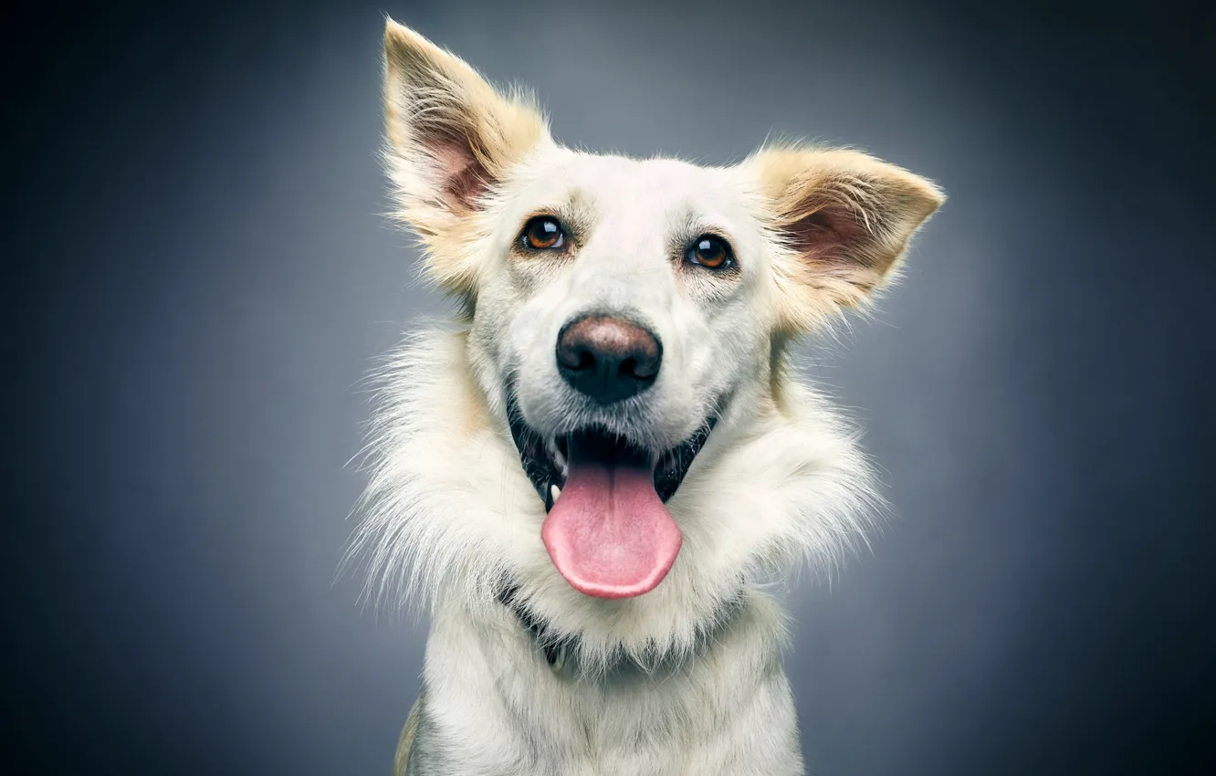 Photo wallpaper language, face, joy, background, portrait, dog