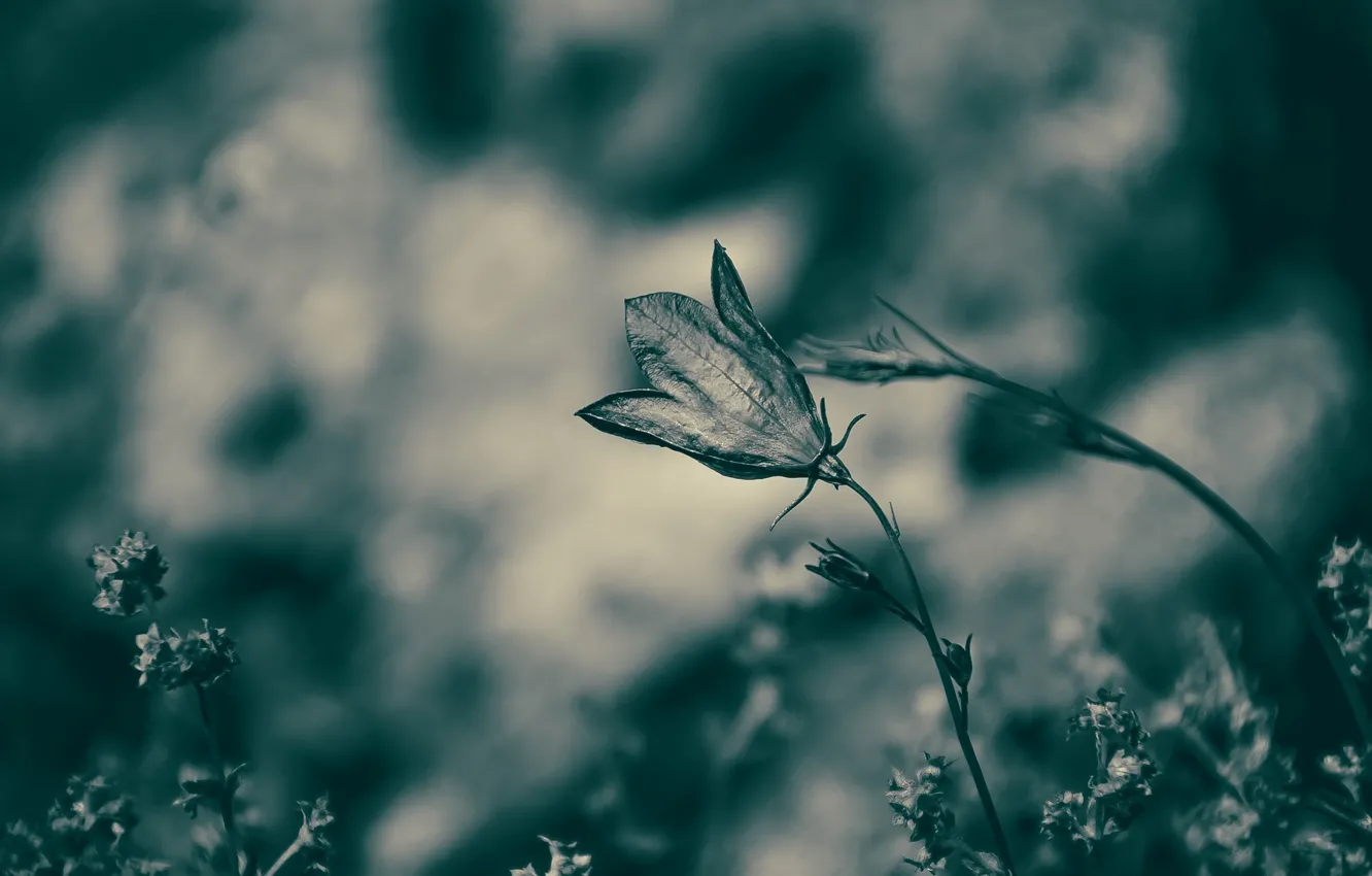 Photo wallpaper flowers, nature, background