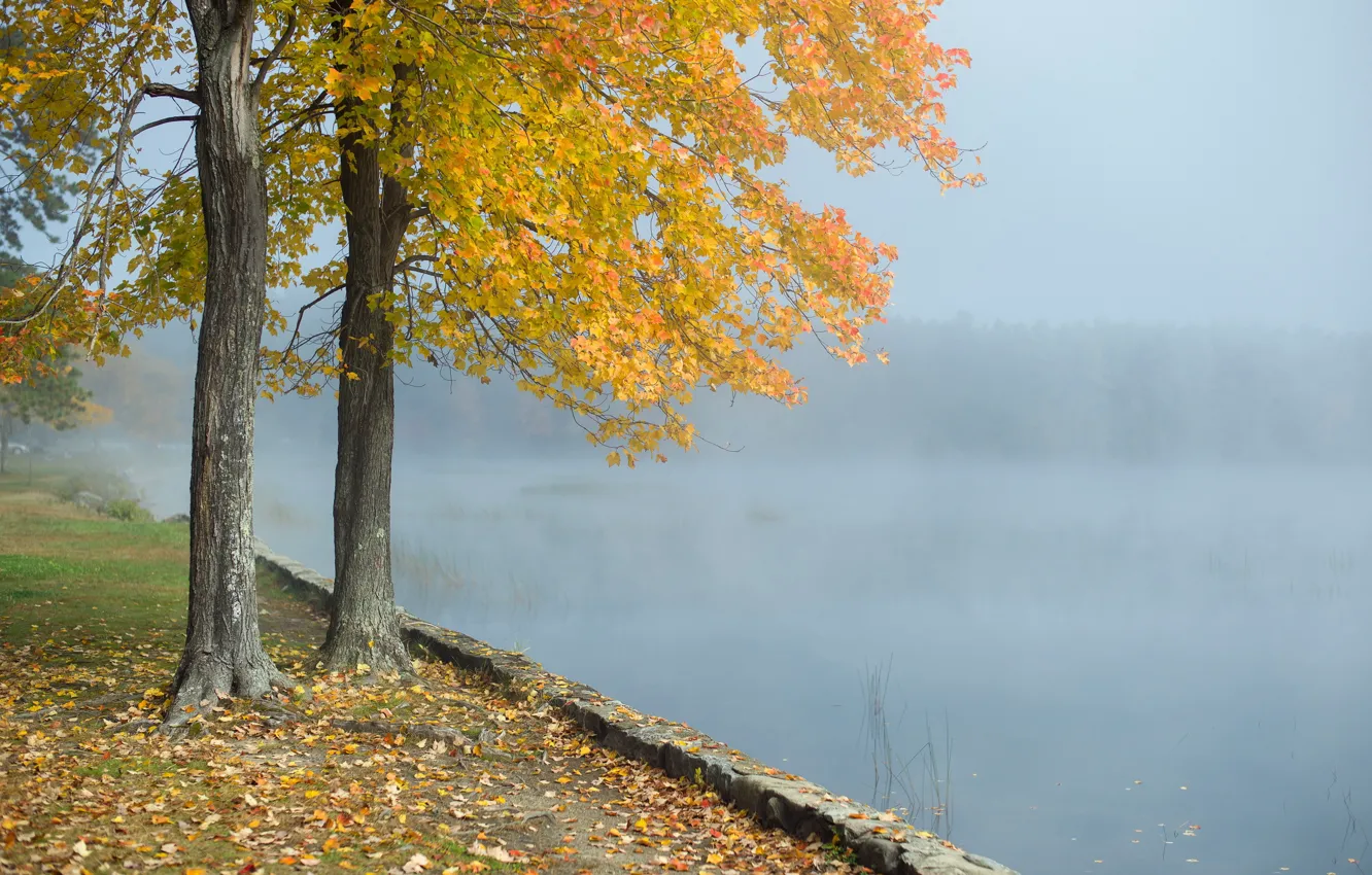 Photo wallpaper trees, landscape, fog, lake, morning