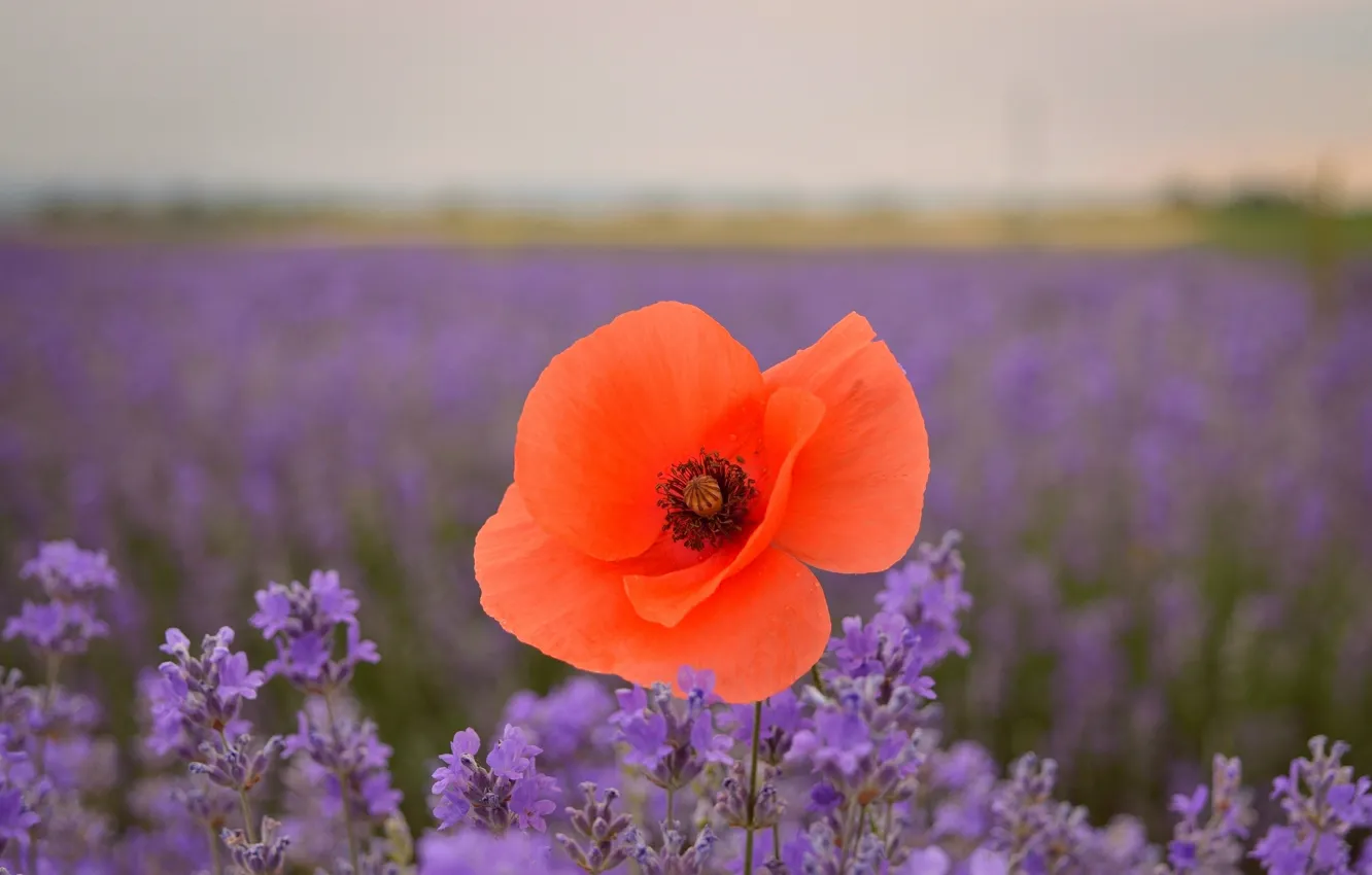 Photo wallpaper spring, lavender, spring, Lavander, lavender field, Red poppy, Red poppy