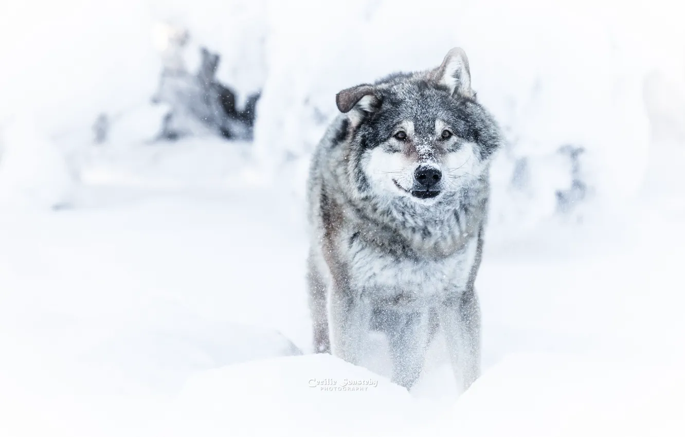 Photo wallpaper winter, look, snow, wolf, dangerous