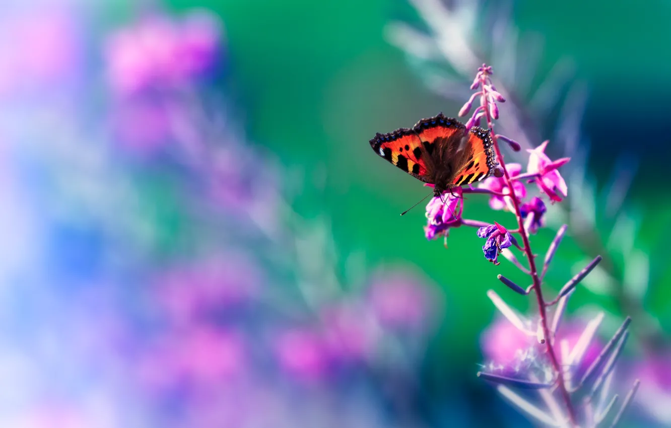 Photo wallpaper macro, green, butterfly, insect, pink, bright, stems, lilac