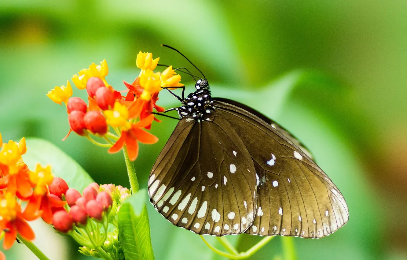 Photo wallpaper flowers, macro, butterfly, wings, beautiful, closeup