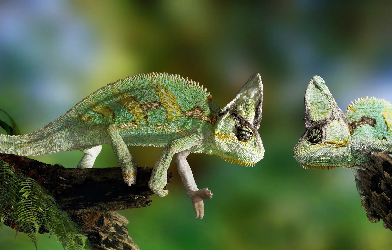 Photo wallpaper chameleon, green, looks, chameleon