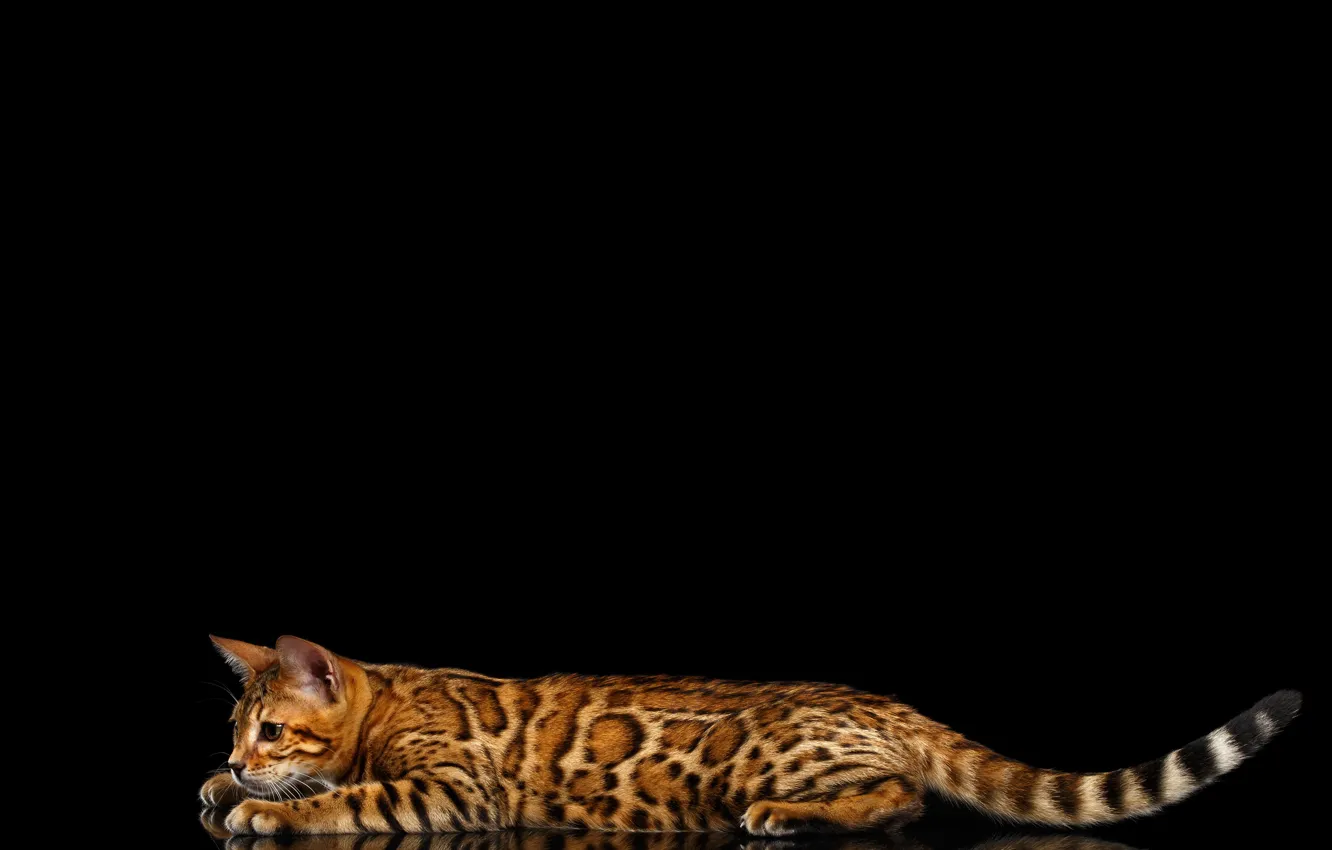 Photo wallpaper cat, reflection, lies, black background, Bengal, Bengal