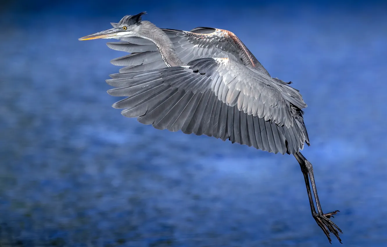 Photo wallpaper nature, bird, Great blue Heron