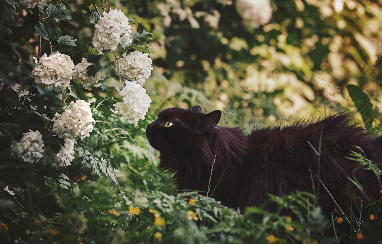 Photo wallpaper flowers, nature, black cat, by Thunderi