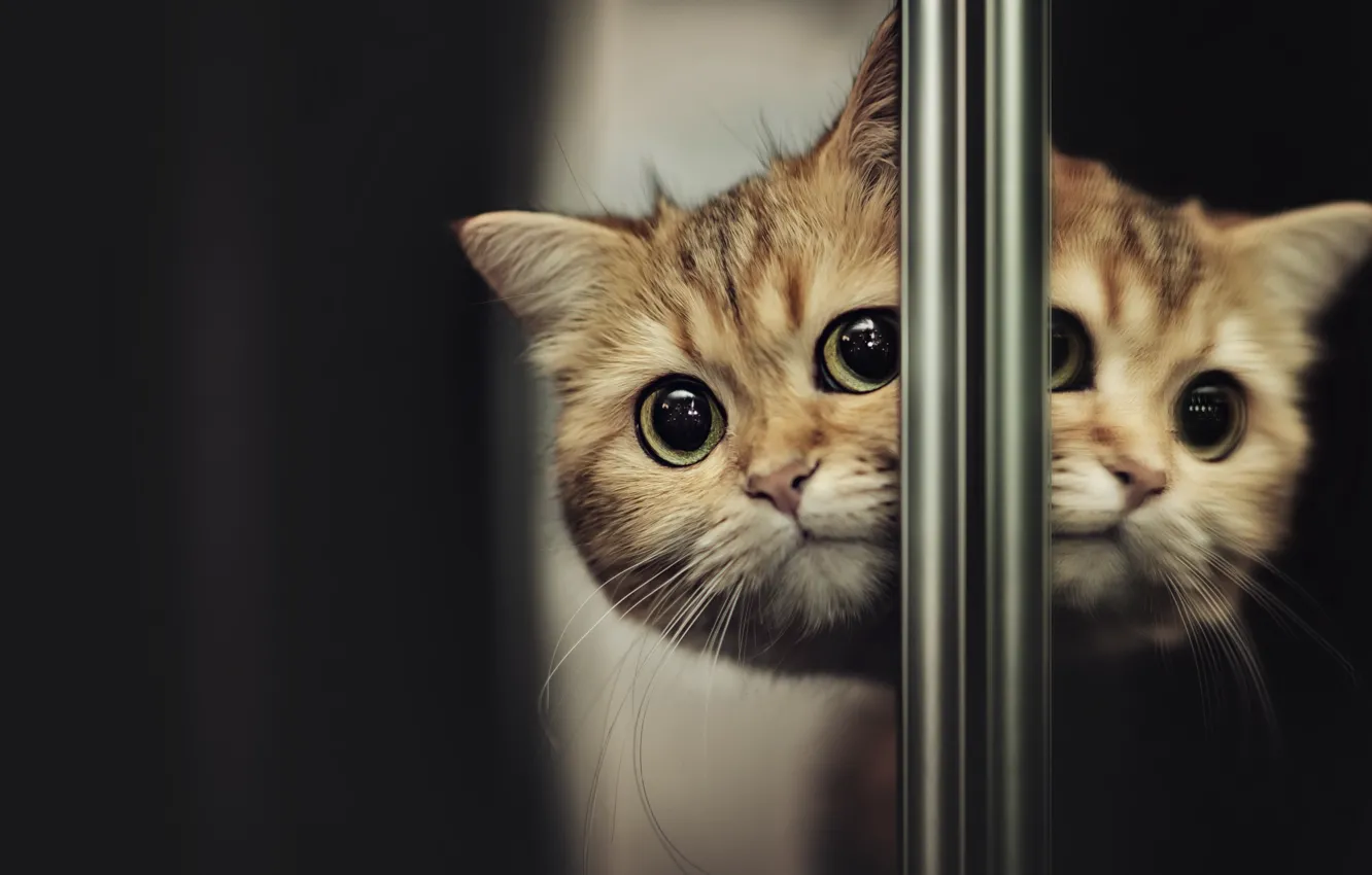 Photo wallpaper cat, house, reflection