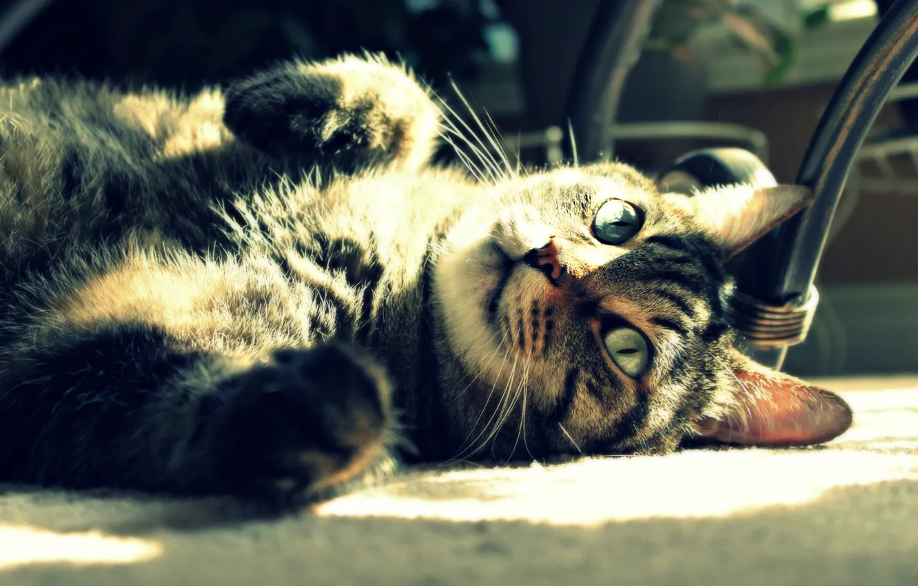 Photo wallpaper cat, cat, the sun, light, stay, lies