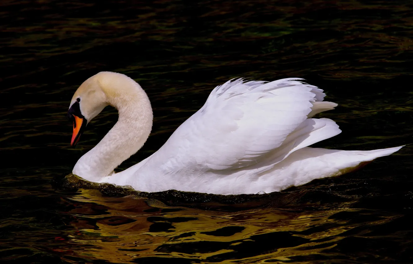 Photo wallpaper water, bird, beak, swans, neck