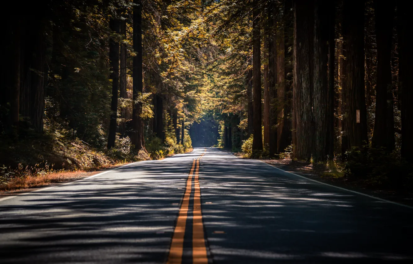 Photo wallpaper summer, road, forest