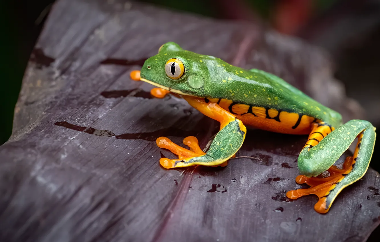 Photo wallpaper green, leaf, frog