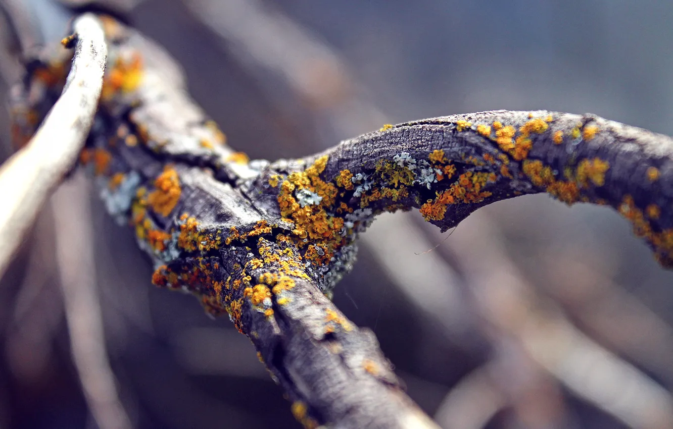 Photo wallpaper branches, background, tree, blur, branch, bark, bokeh, lichen