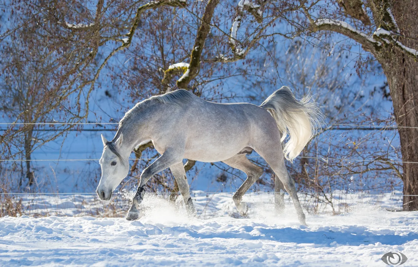 Photo wallpaper grey, horse, horse, running, grace, playful, (с) Oliver Seitz