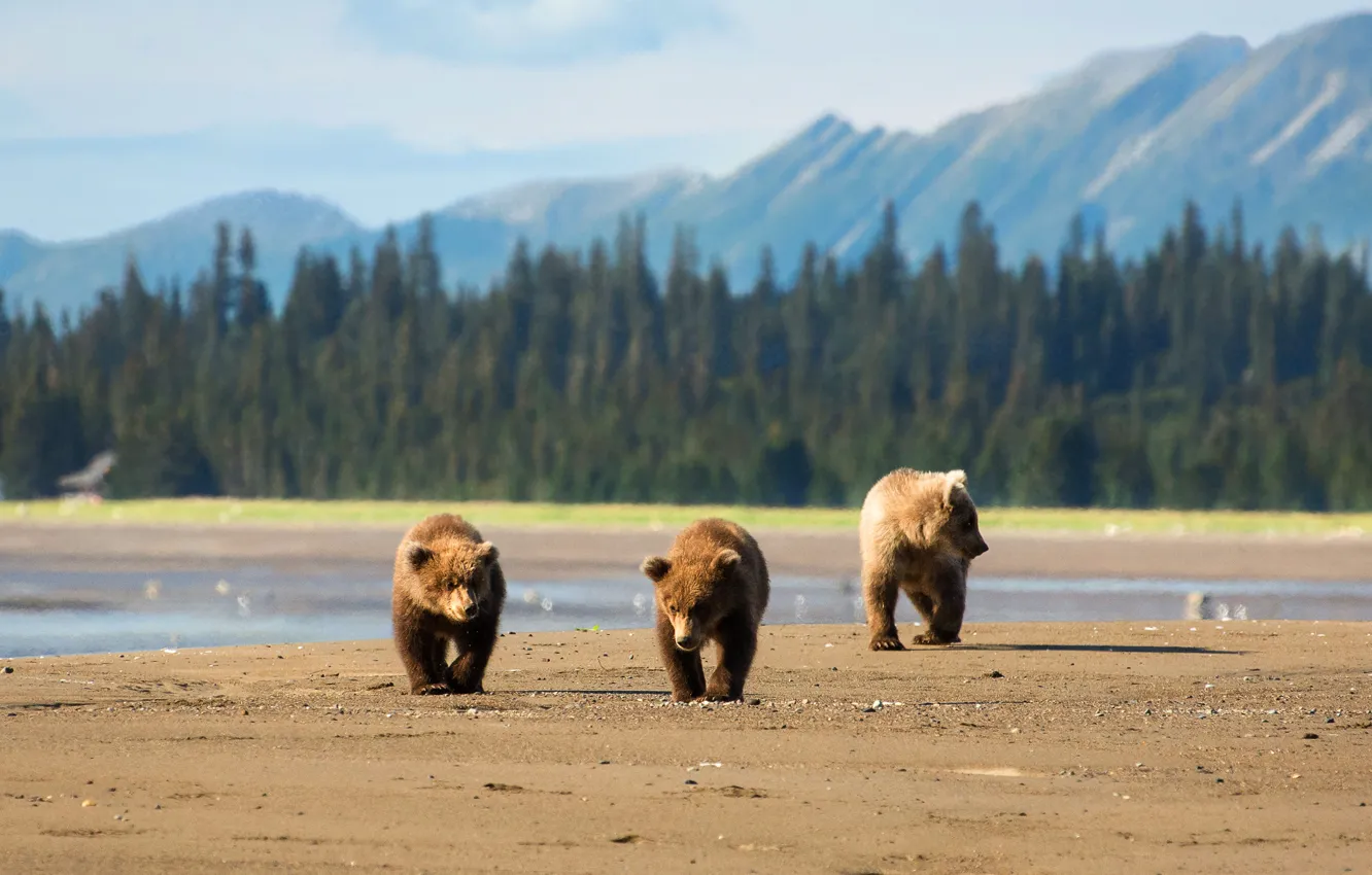 Photo wallpaper field, forest, bear, bear, trio