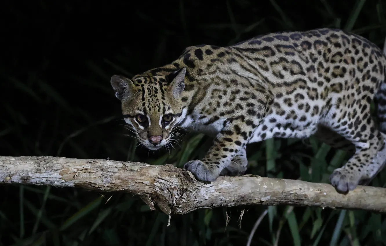 Photo wallpaper cat, night, predator, Predator, night, cat, ocelot, Ocelot