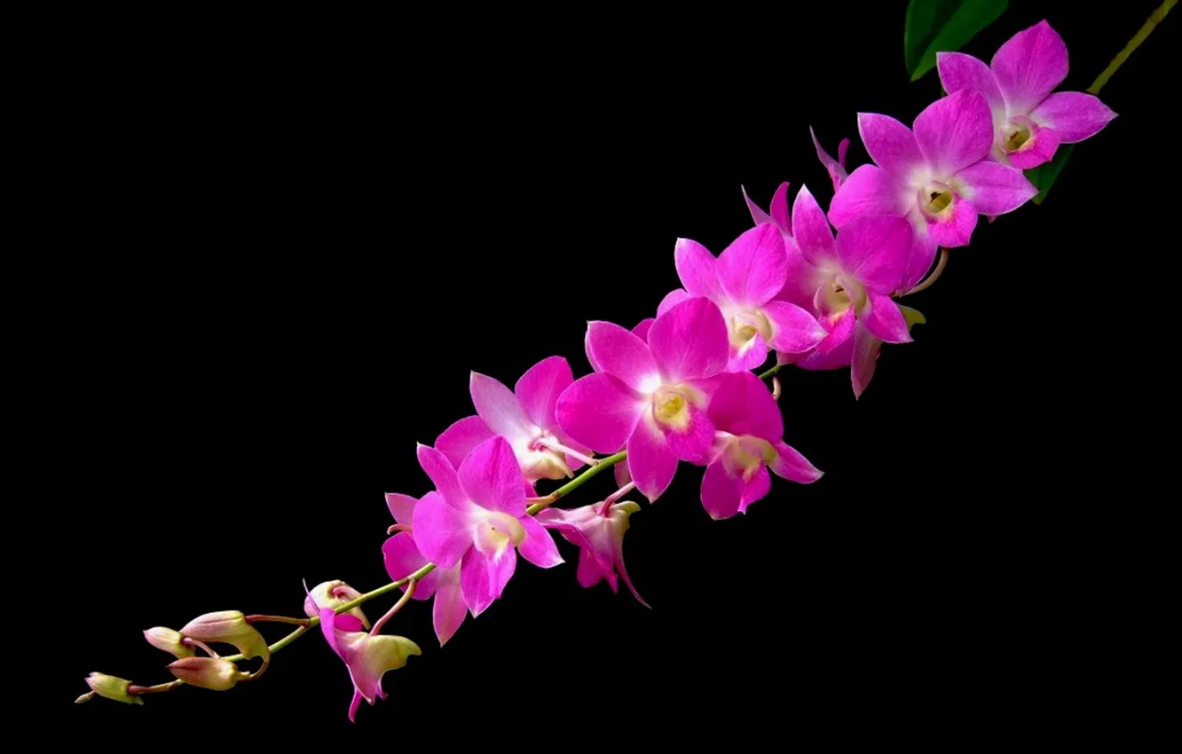 Photo wallpaper background, petals, Orchid, inflorescence