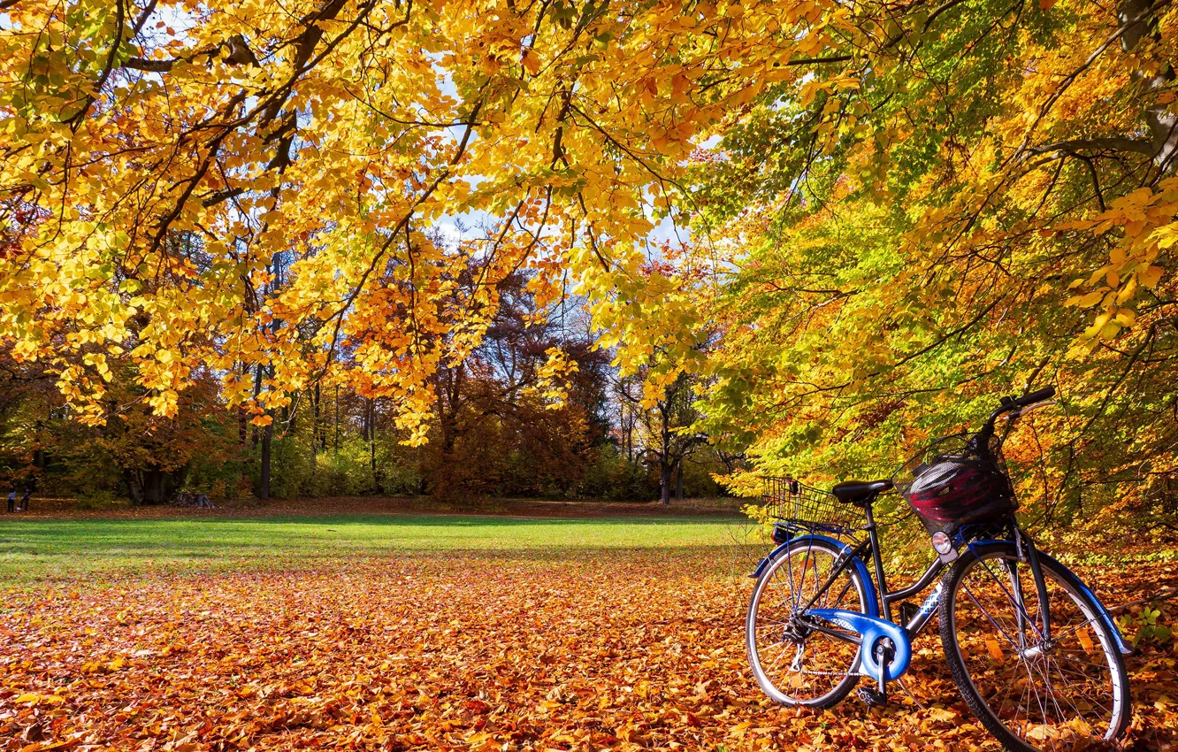 Photo wallpaper autumn, leaves, the sun, trees, branches, yellow, bike, Park