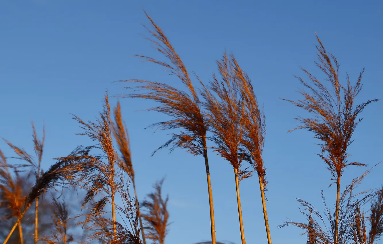 Photo wallpaper nature, spring, weather