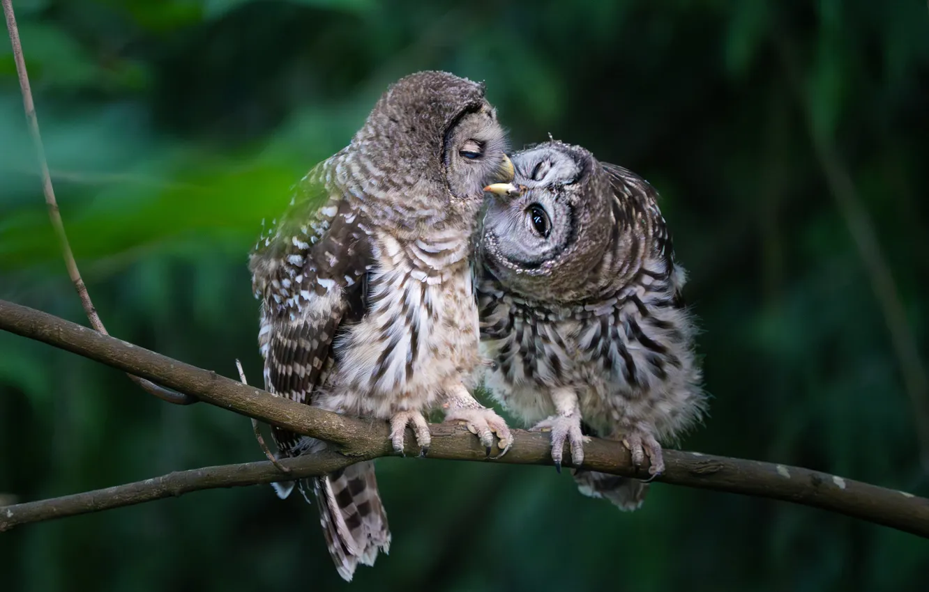 Photo wallpaper branches, pose, the dark background, owl, bird, a couple, bokeh, communication