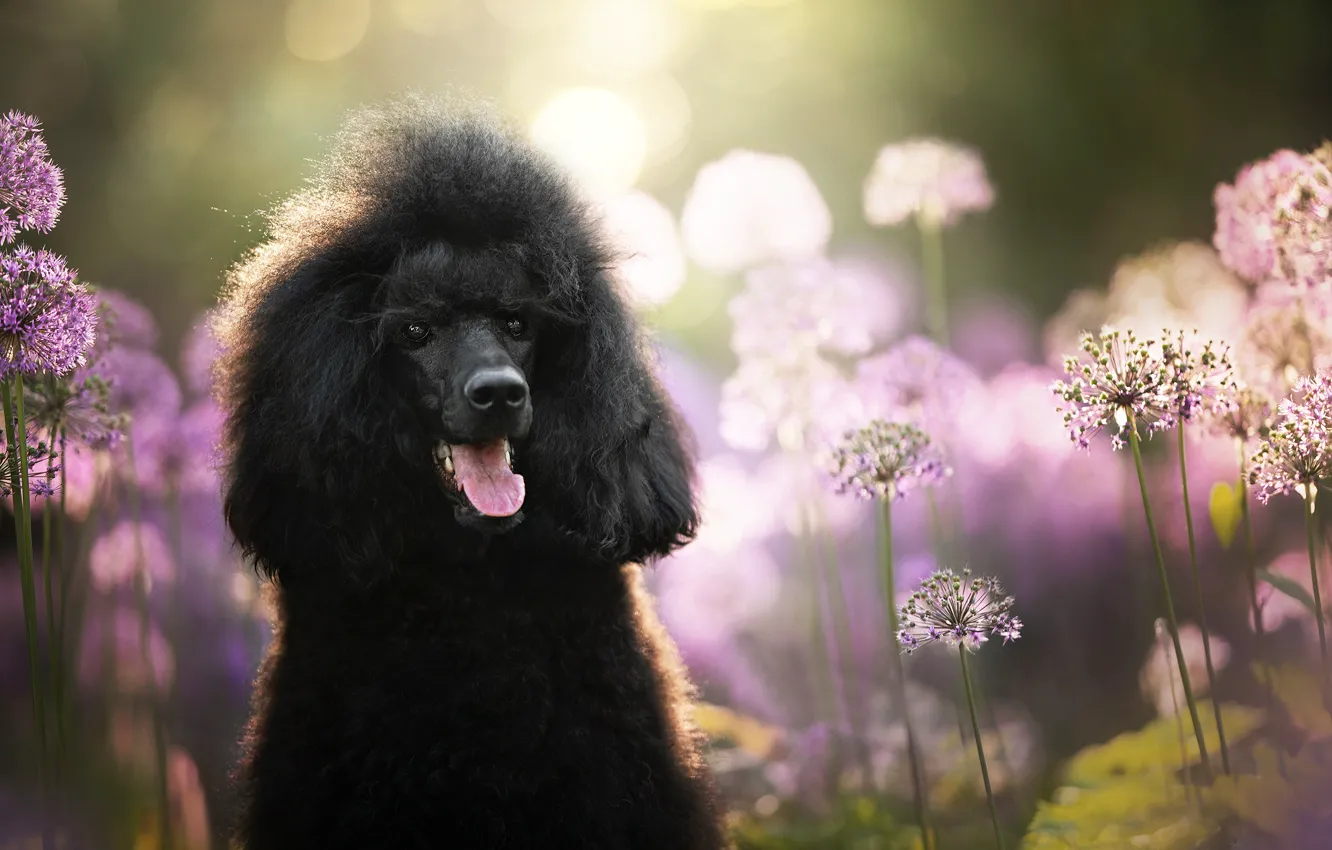 Photo wallpaper face, dog, bow, poodle