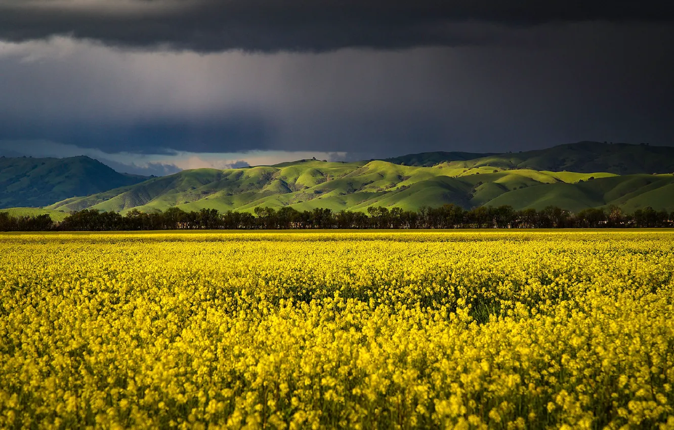 Photo wallpaper the sky, flowers, yellow, clouds, rape, storm, gloomy sky, rapeseed field