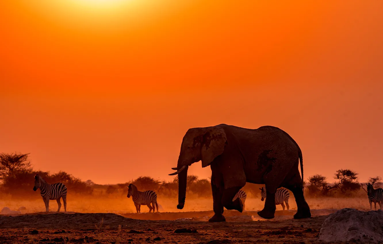 Photo wallpaper sunset, elephant, Africa, Zebra, Botswana