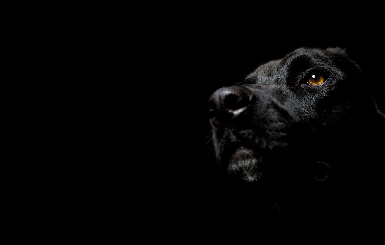 Photo wallpaper dog, minimalism, black background, muzzle