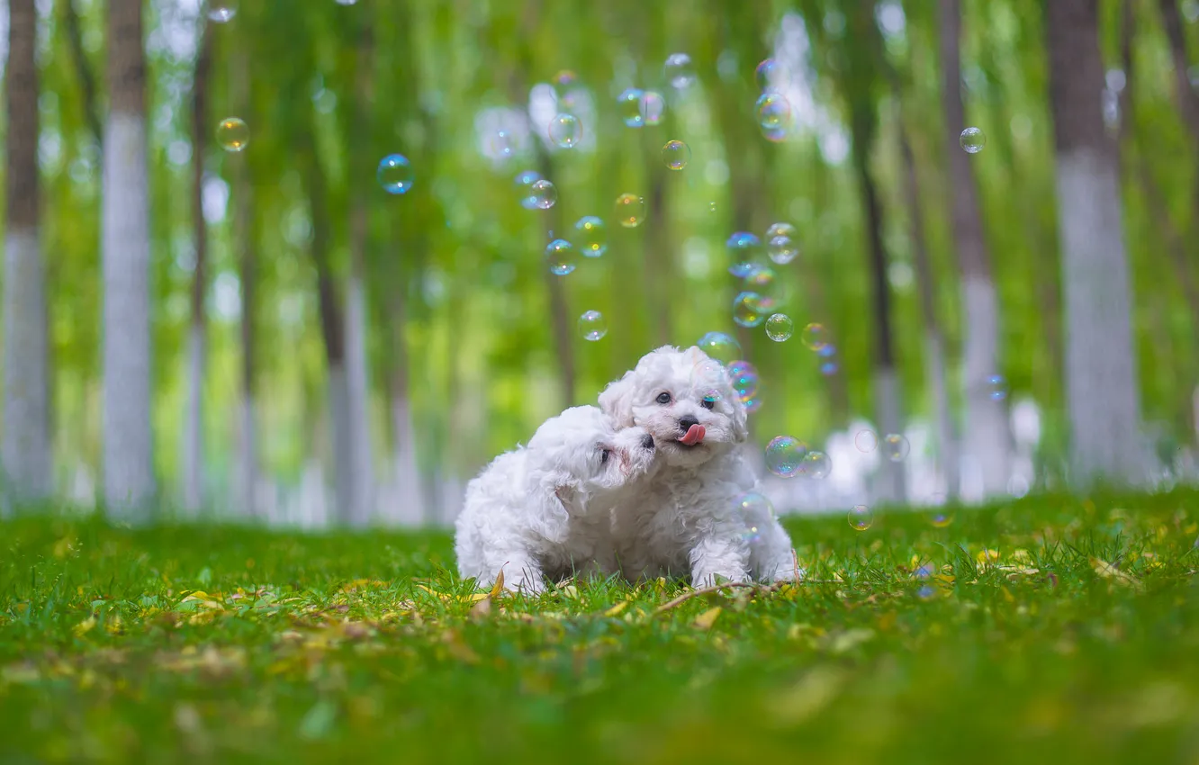 Photo wallpaper look, nature, pose, dog, face