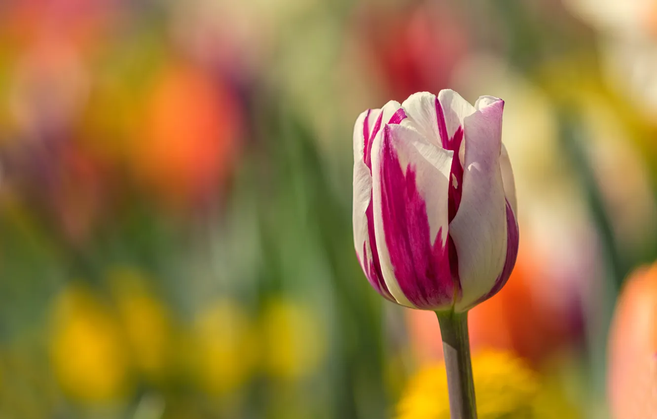 Photo wallpaper flowers, background, spring, tulips, buds, bokeh, blurred, two-tone