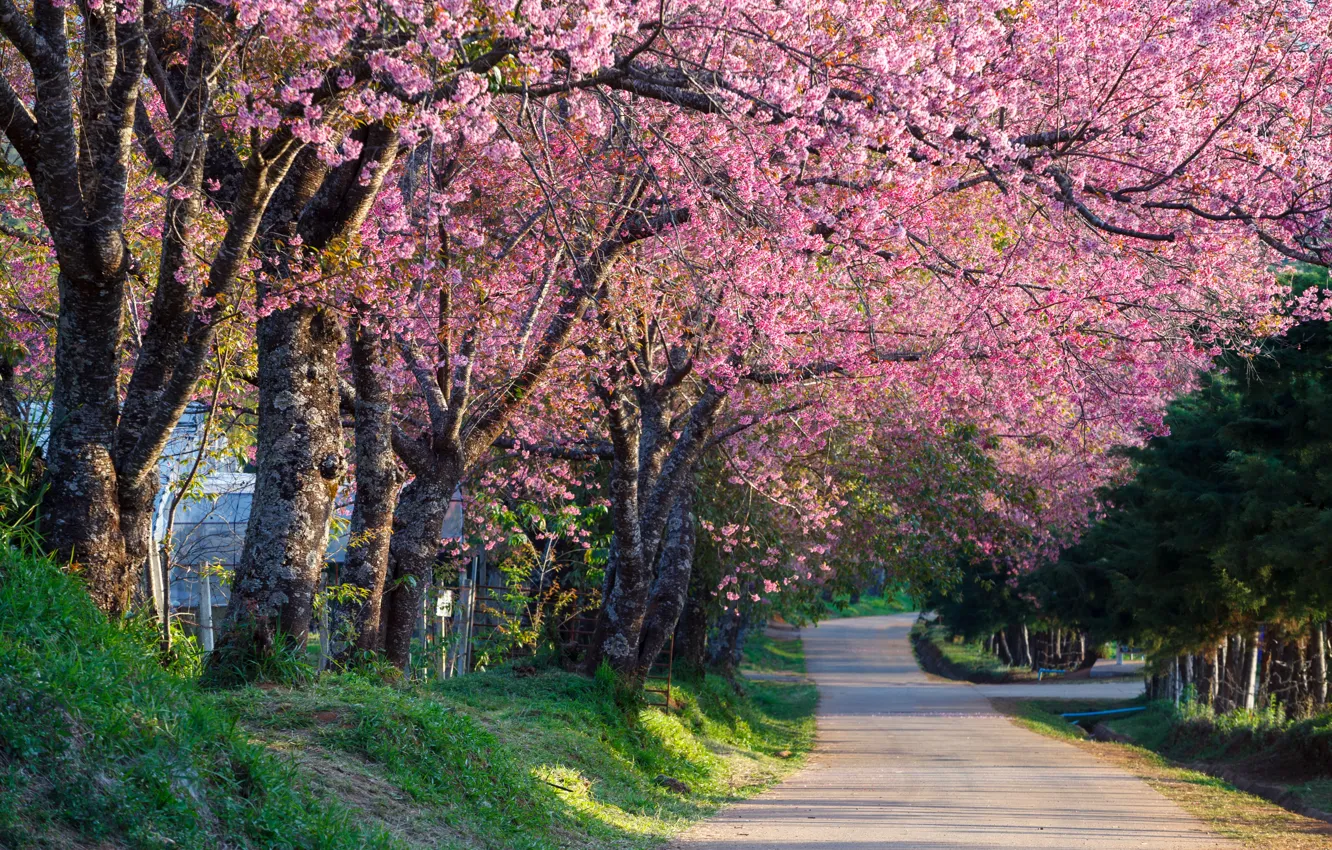 Photo wallpaper trees, branches, Park, spring, Sakura, flowering, pink, blossom