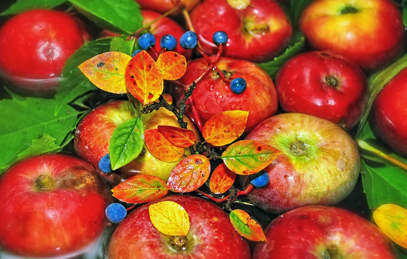 Photo wallpaper water, berries, branch, fruit, Apples