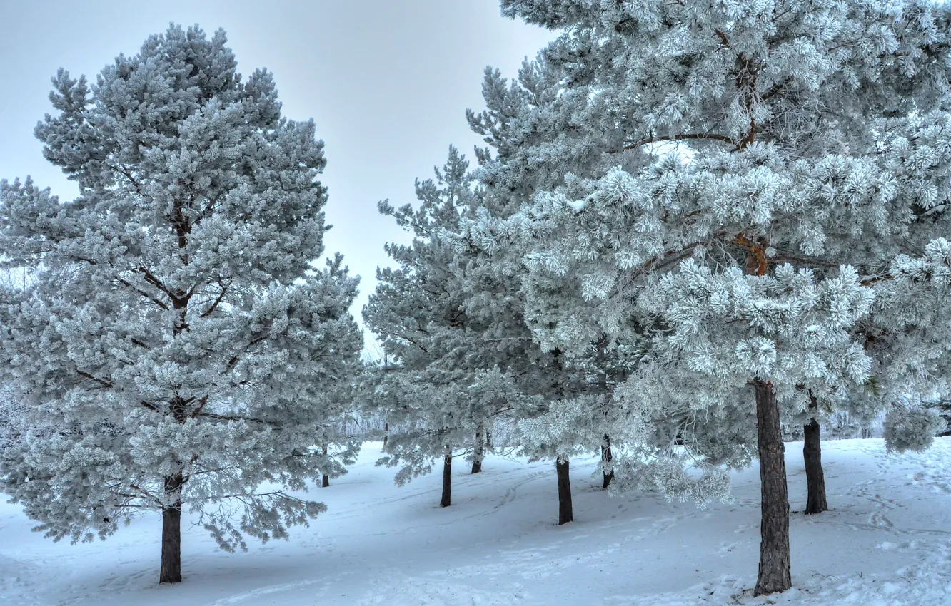 Photo wallpaper winter, snow, trees, landscape