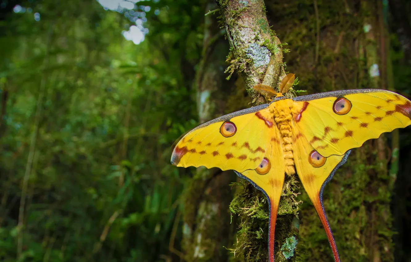 Photo wallpaper butterfly, Madagascar, mol, Ranomafana national Park, Madagascar comet