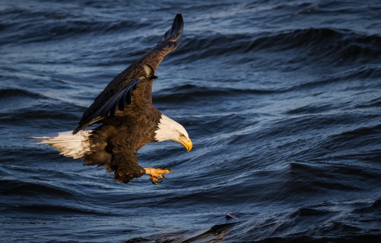 Photo wallpaper wave, water, flight, river, bird, fishing, wings, predator