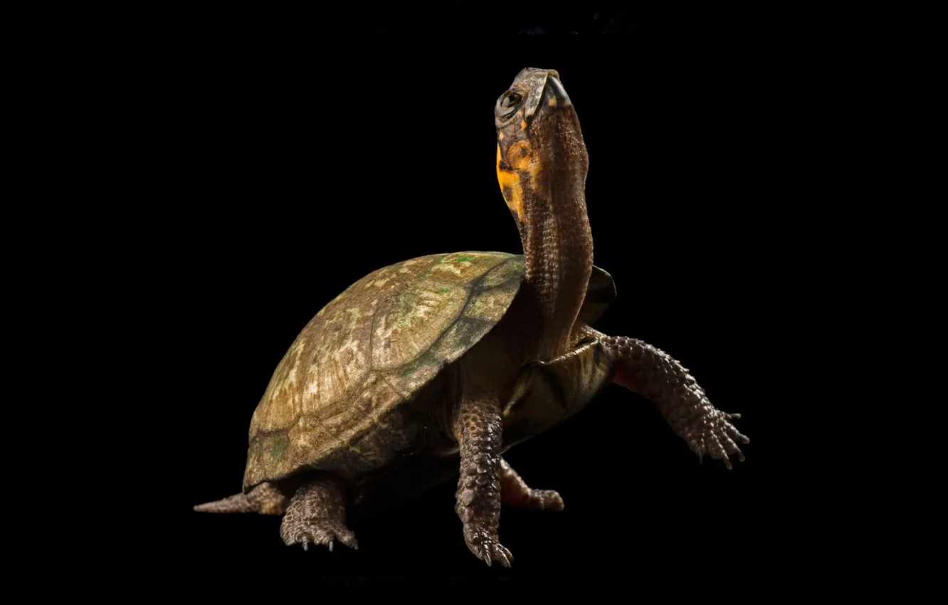 Photo wallpaper background, black, turtle, head, paws, neck, armor
